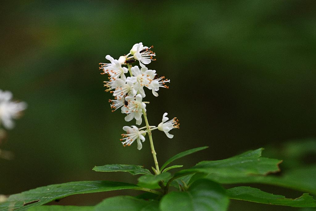 2025-08049995 Broad Meadow Brook, MA.JPG - Sweet Pepperbush (Clethra alnifolia). Broad Meadow Brook Wildlife Sanctuary, MA, 8-4-2025